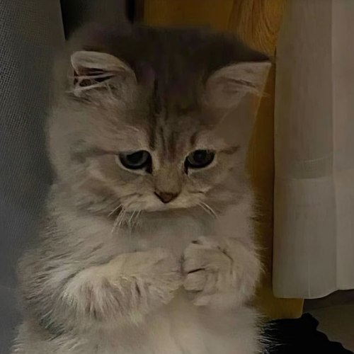 Risk Cat 1